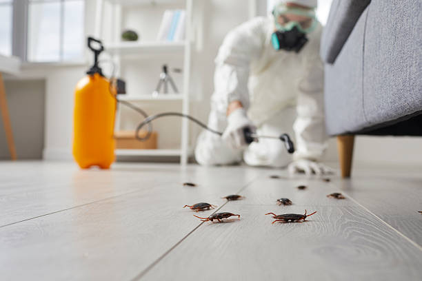 Commercial Kitchen Cockroach Control in Forest